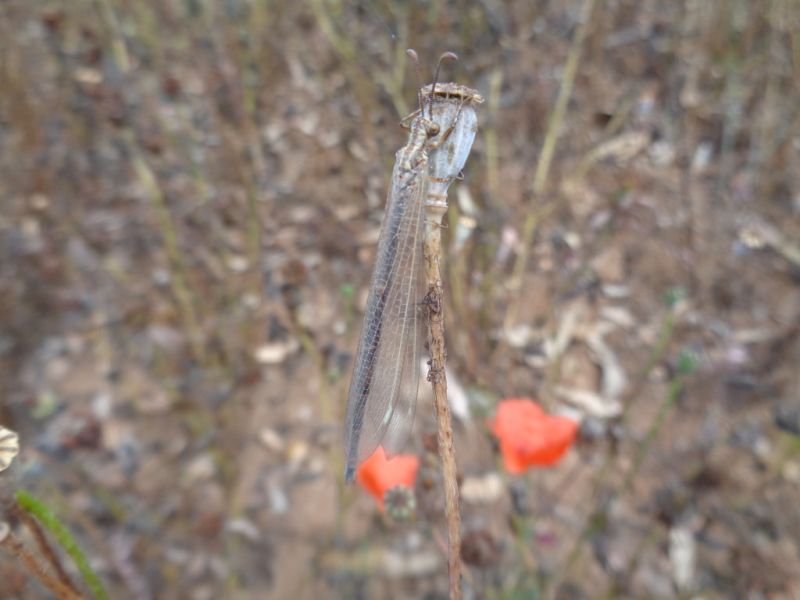 Myrmeleontidae: Creoleon lugdunensis